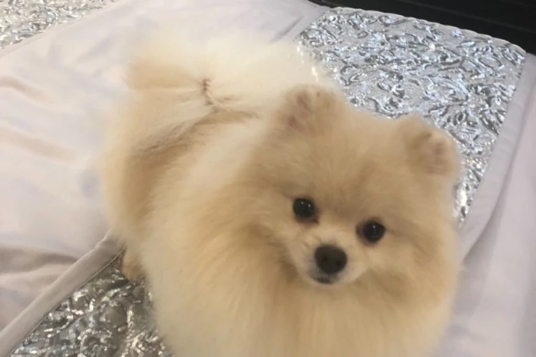 Pomeranian - Dogs