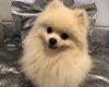 Pomeranian - Dogs
