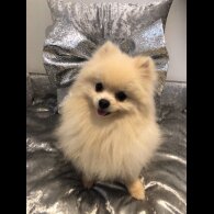 Pomeranian - Dogs