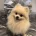 Pomeranian - Dogs