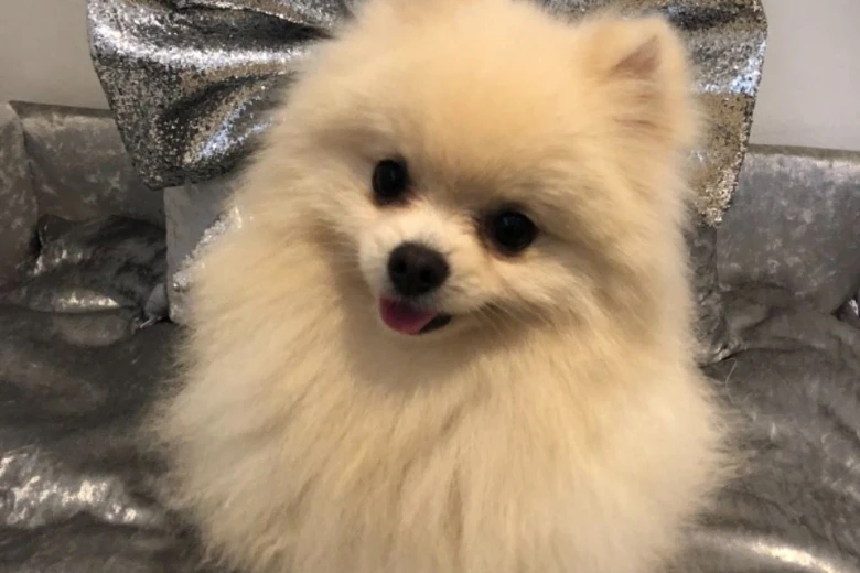 Pomeranian - Dogs
