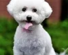 Bichon Frise - Dogs