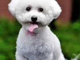 Bichon Frise - Dogs