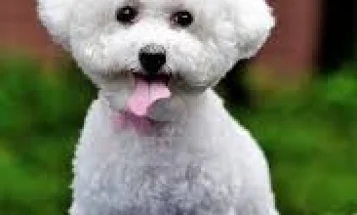 Bichon Frise - Dogs