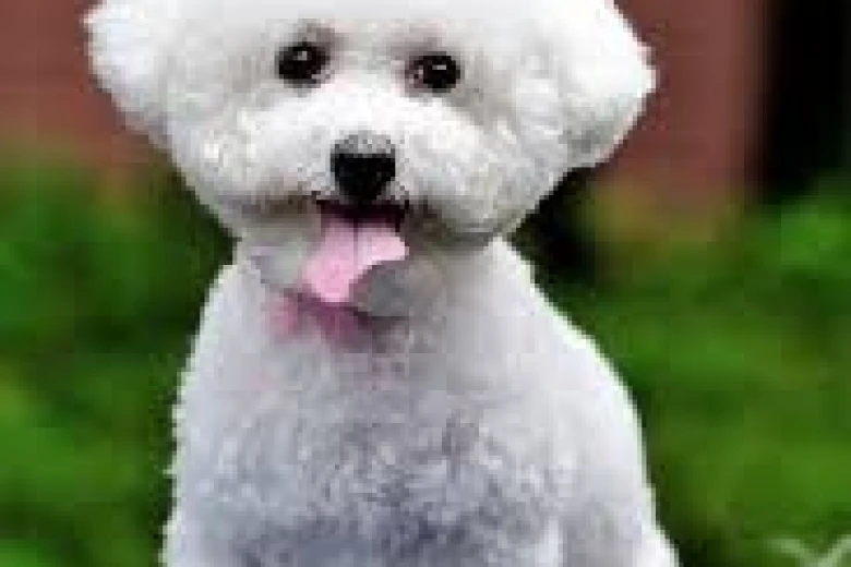 Bichon Frise - Dogs