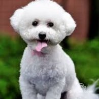 Bichon Frise - Dogs