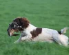 English Springer Spaniel