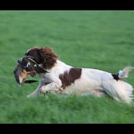 English Springer Spaniel