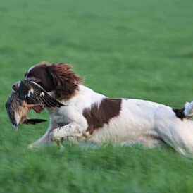 English Springer Spaniel