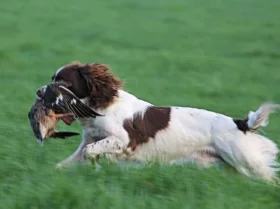 English Springer Spaniel