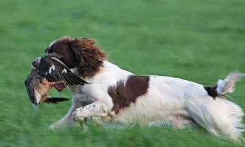English Springer Spaniel
