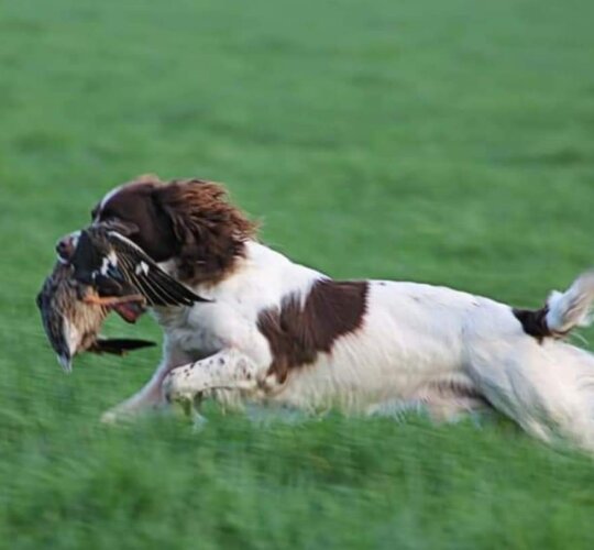 English Springer Spaniel