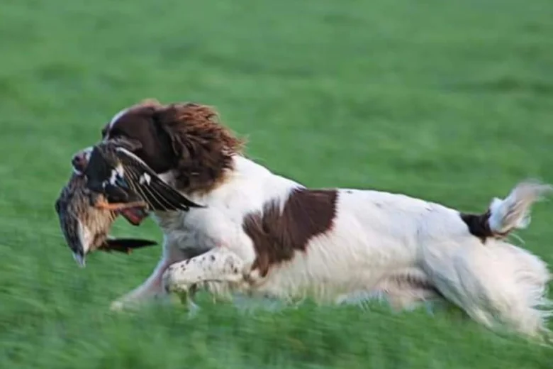 English Springer Spaniel