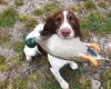 English Springer Spaniel