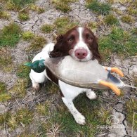 English Springer Spaniel