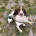English Springer Spaniel