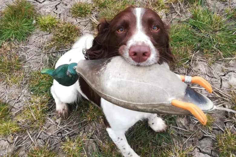 English Springer Spaniel