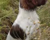 English Springer Spaniel