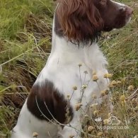 English Springer Spaniel