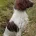 English Springer Spaniel