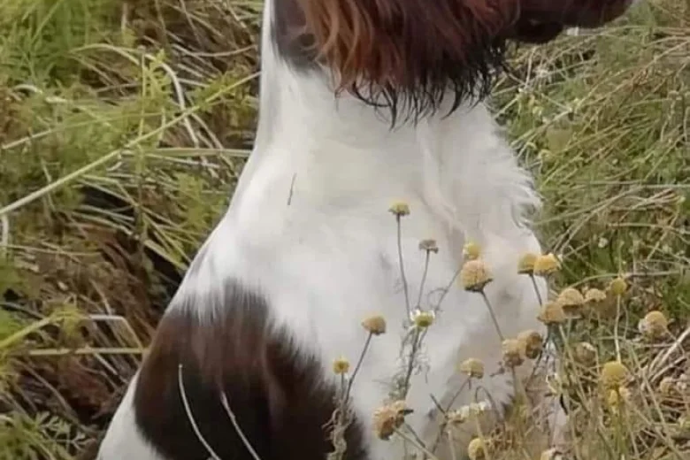 English Springer Spaniel