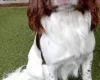 English Springer Spaniel
