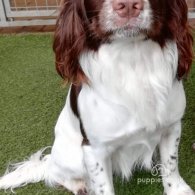 English Springer Spaniel