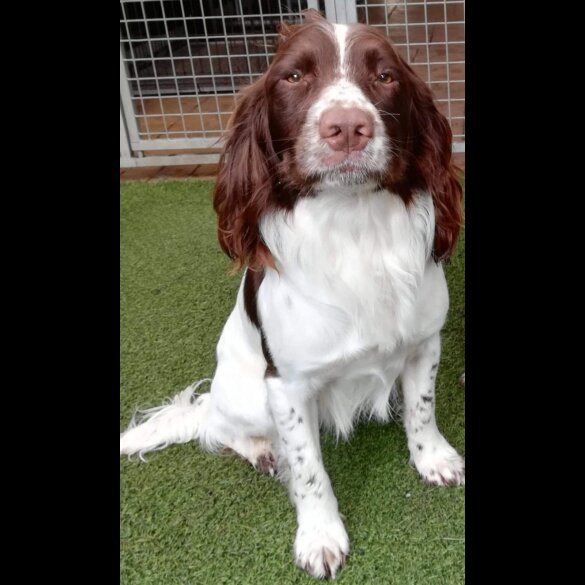 English Springer Spaniel