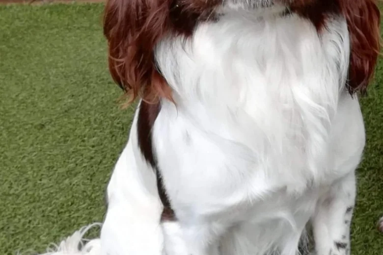 English Springer Spaniel