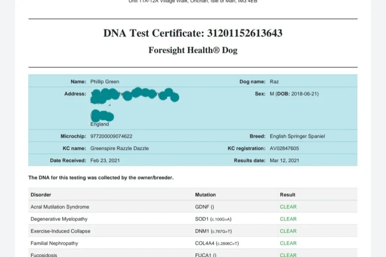 English Springer Spaniel