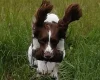 English Springer Spaniel