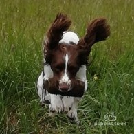 English Springer Spaniel