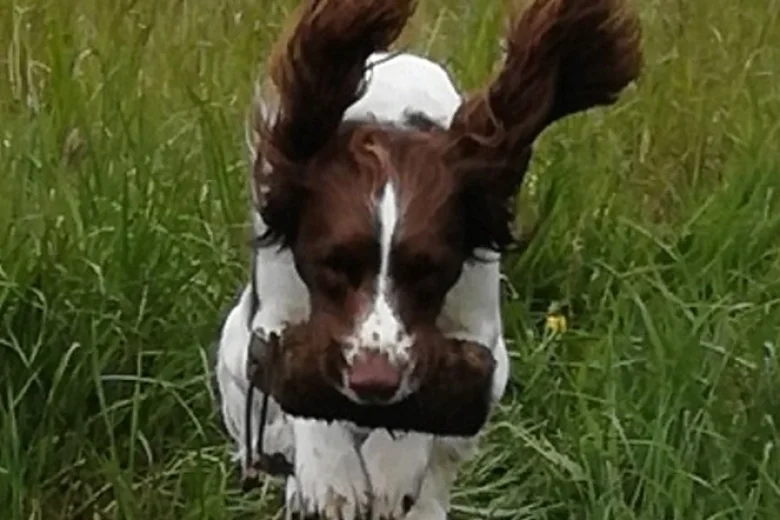 English Springer Spaniel