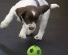 English Springer Spaniel