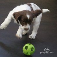 English Springer Spaniel