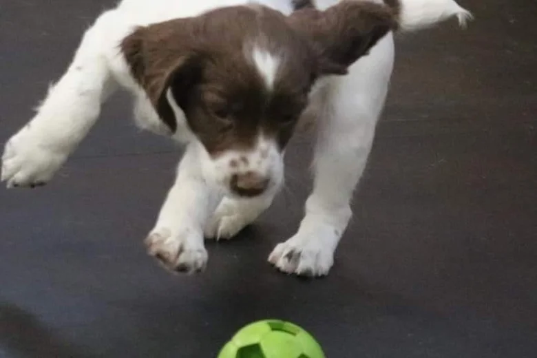 English Springer Spaniel