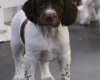 English Springer Spaniel