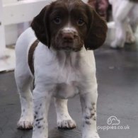 English Springer Spaniel