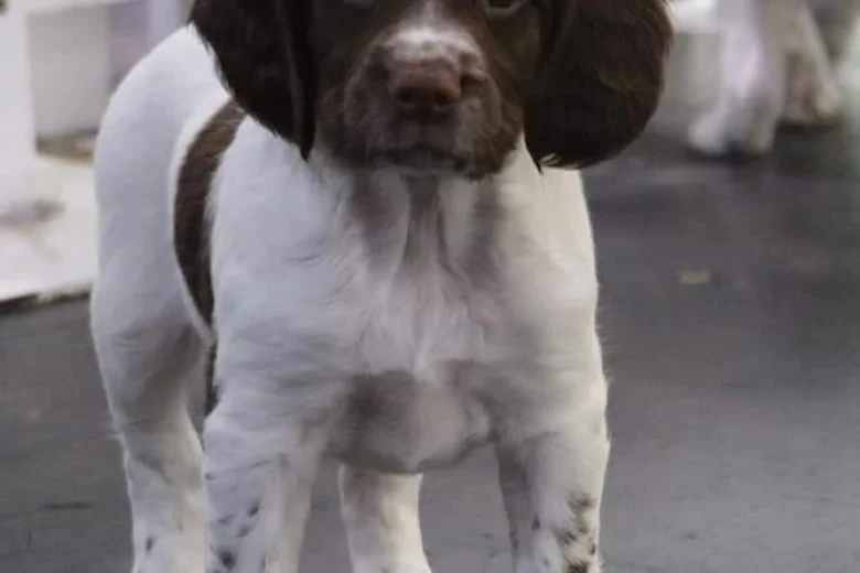 English Springer Spaniel