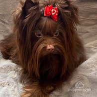 Yorkshire Terrier