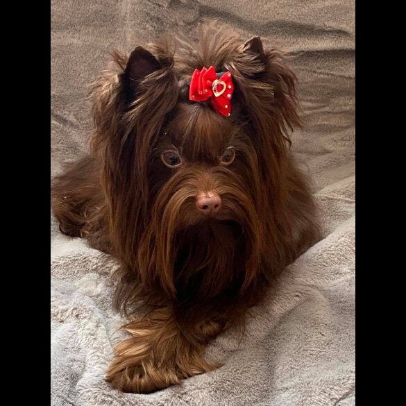 Yorkshire Terrier