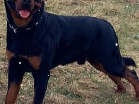 Rottweiler