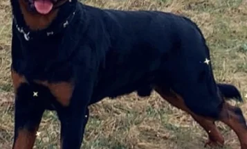 Rottweiler