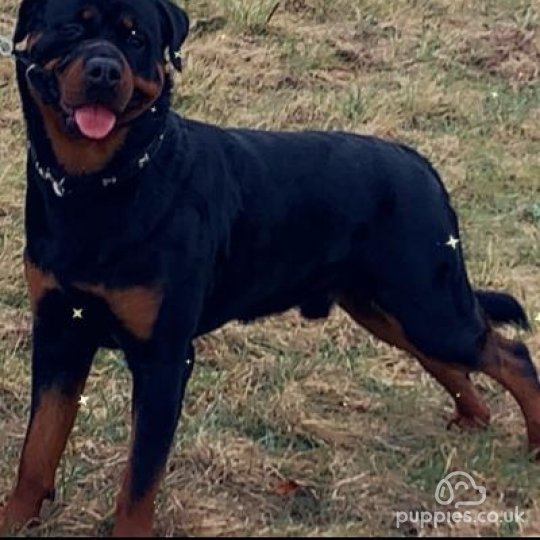 Rottweiler