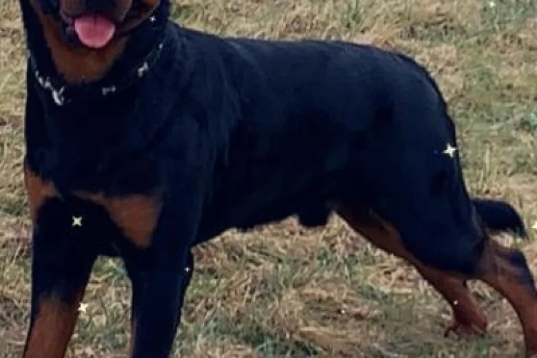 Rottweiler