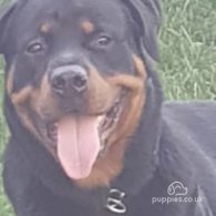 Rottweiler