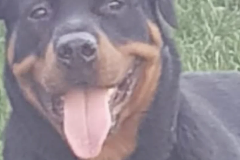 Rottweiler