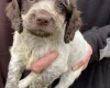 Cocker Spaniel (Show) - Both