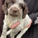 Cocker Spaniel (Show) - Both