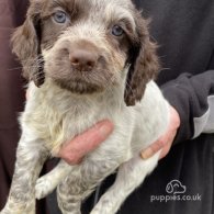 Cocker Spaniel (Working & Show) - Both